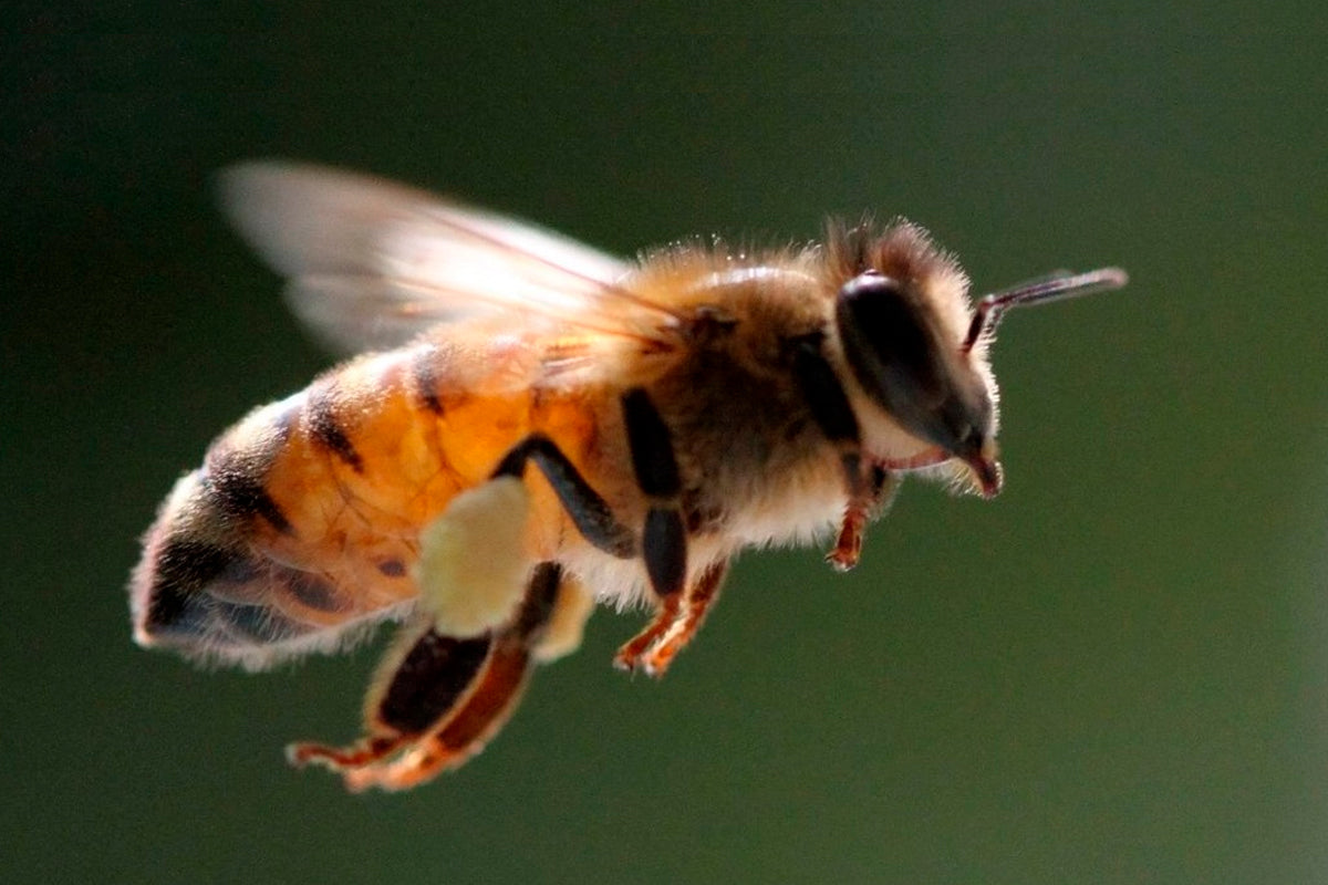 "7 Beneficios de la Miel de Abeja"